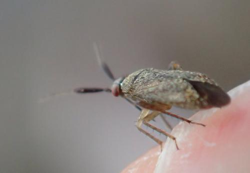 Réf. 235 365 : Atractotomus sp.